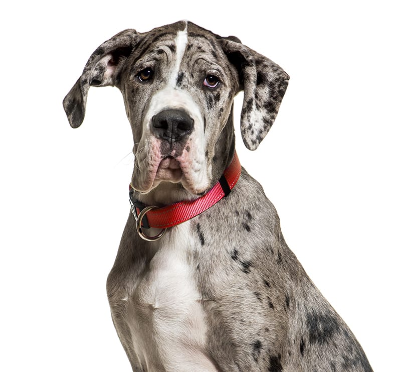 Giant Dogs, Powder Springs Animal Clinic