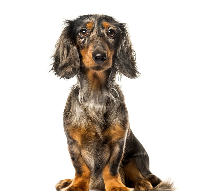 Small Dogs, Powder Springs Animal Clinic